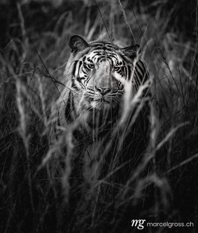 Tiger pictures. hiding in long grass. Marcel Gross Photography