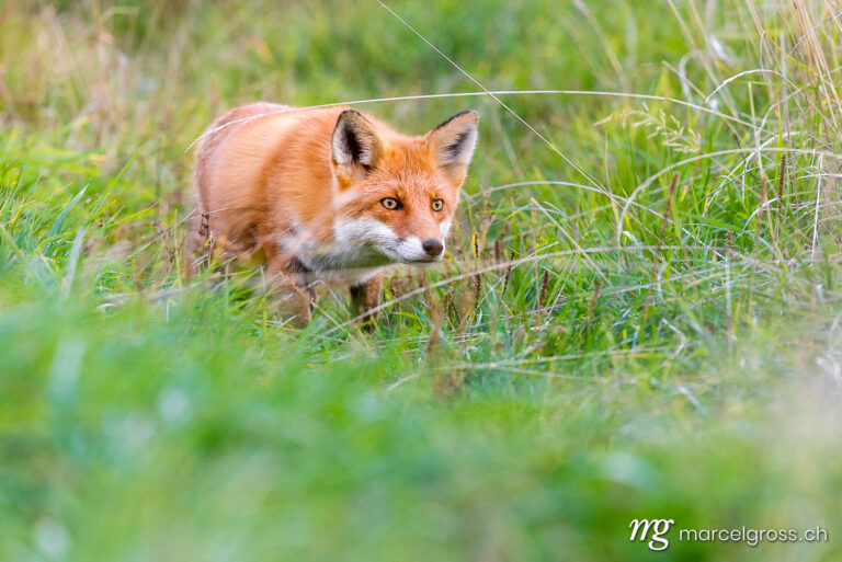 up creeping red fox