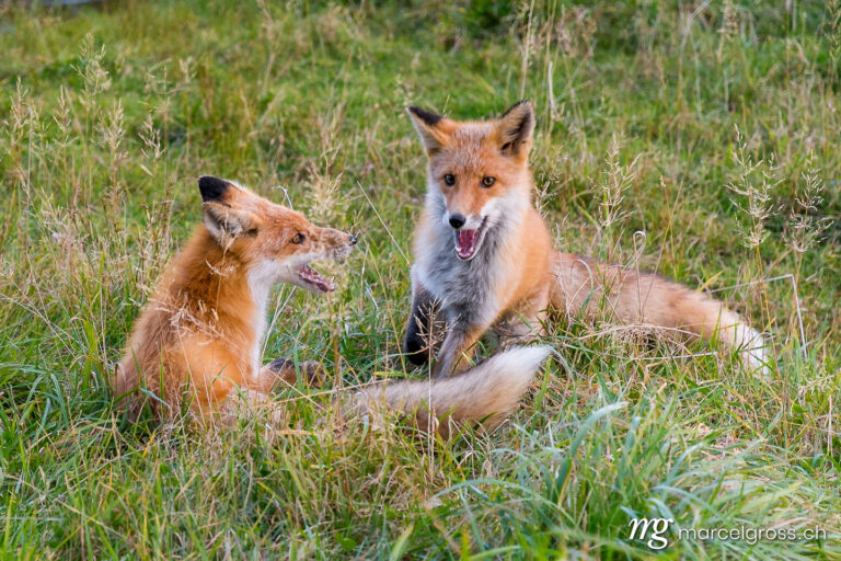 . Red Fox in Shiretoko National Park, Hokkaido. Marcel Gross Photography