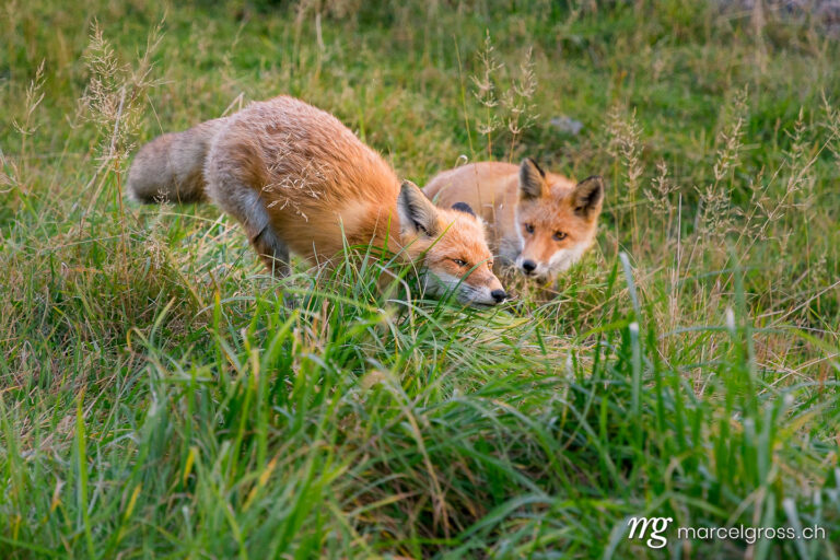 . Red Fox in Shiretoko National Park, Hokkaido. Marcel Gross Photography