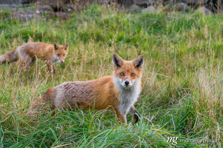 . Red Fox in Shiretoko National Park, Hokkaido. Marcel Gross Photography