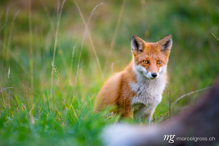 . Red Fox in Shiretoko National Park, Hokkaido. Marcel Gross Photography