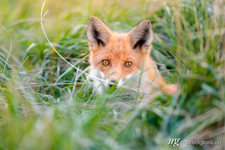 . Red Fox in Shiretoko National Park, Hokkaido. Marcel Gross Photography