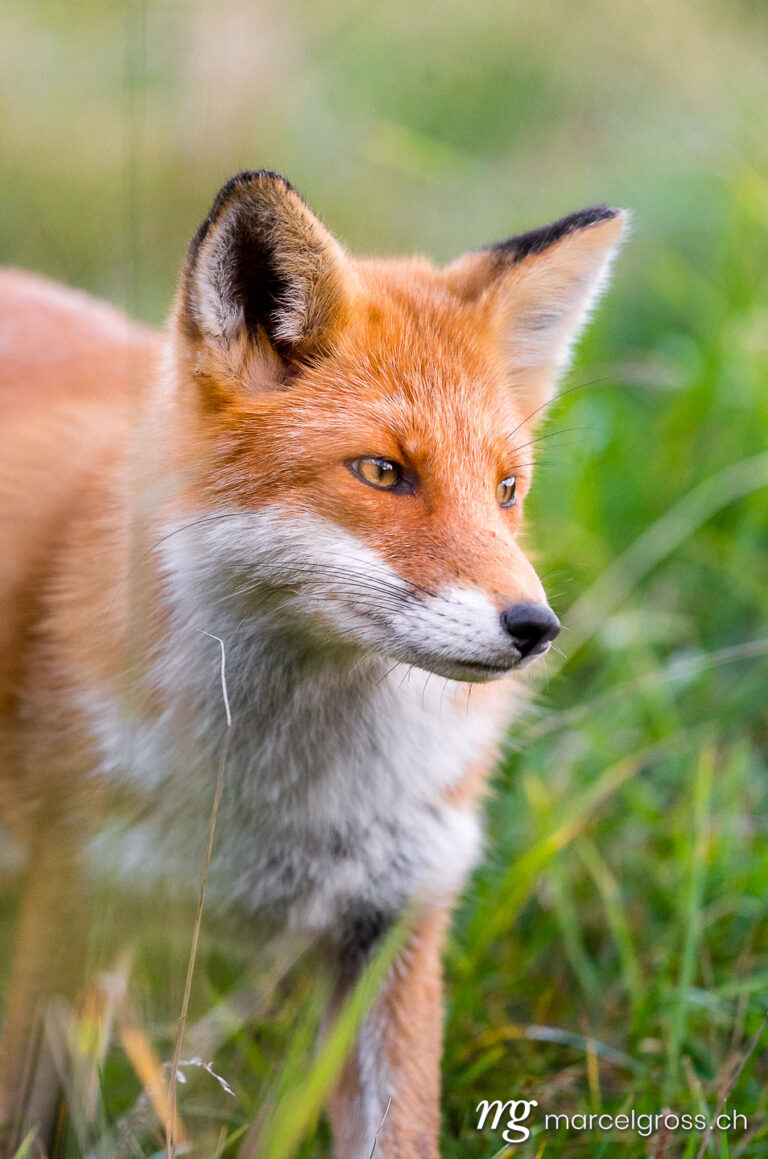 . Red Fox in Shiretoko National Park, Hokkaido. Marcel Gross Photography