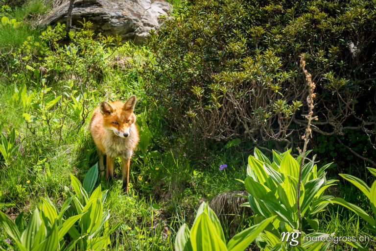 . Red Fox in Gran Paradiso National Park, Aosta Valley, Italy. Marcel Gross Photography