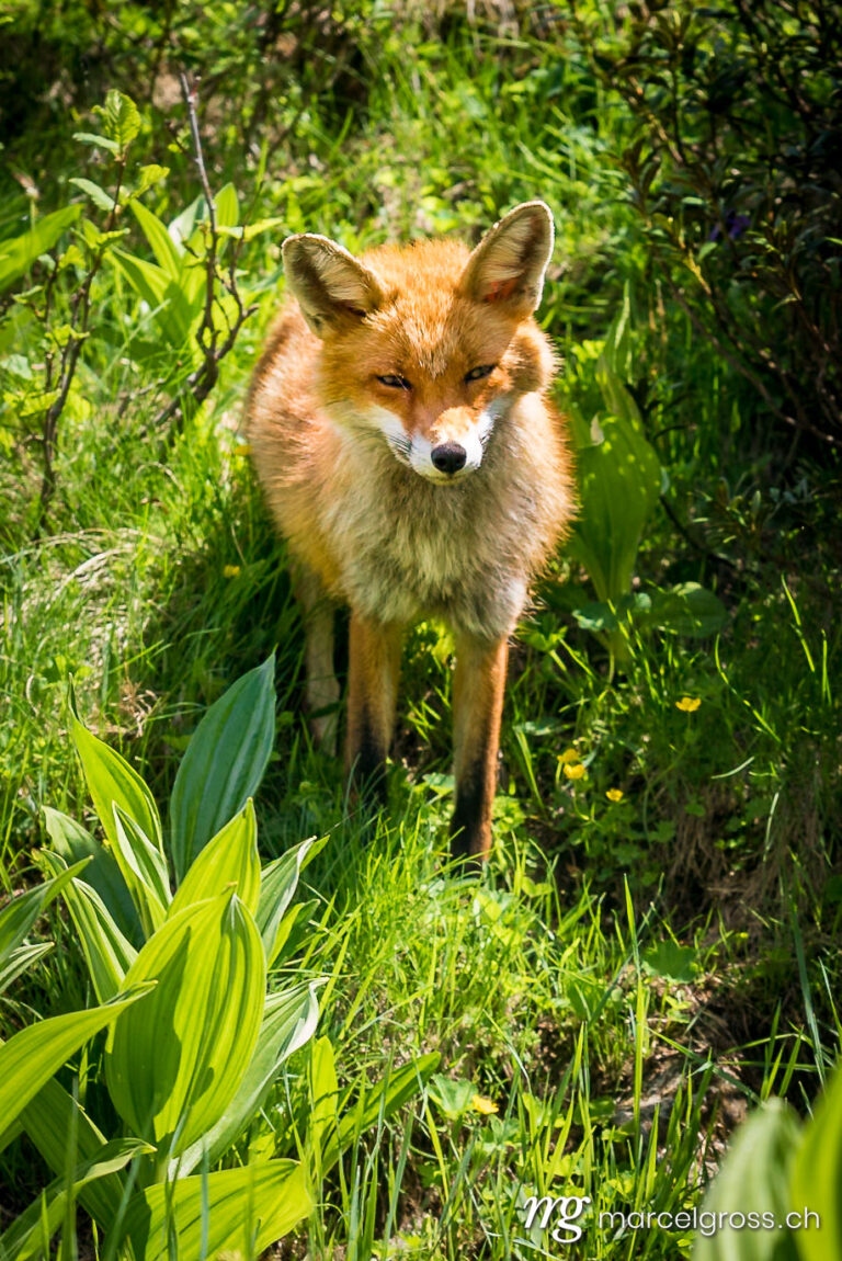 . Red Fox in Gran Paradiso National Park, Aosta Valley, Italy. Marcel Gross Photography