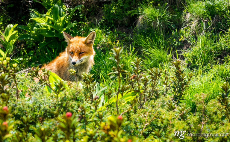 . Red Fox in Gran Paradiso National Park, Aosta Valley, Italy. Marcel Gross Photography