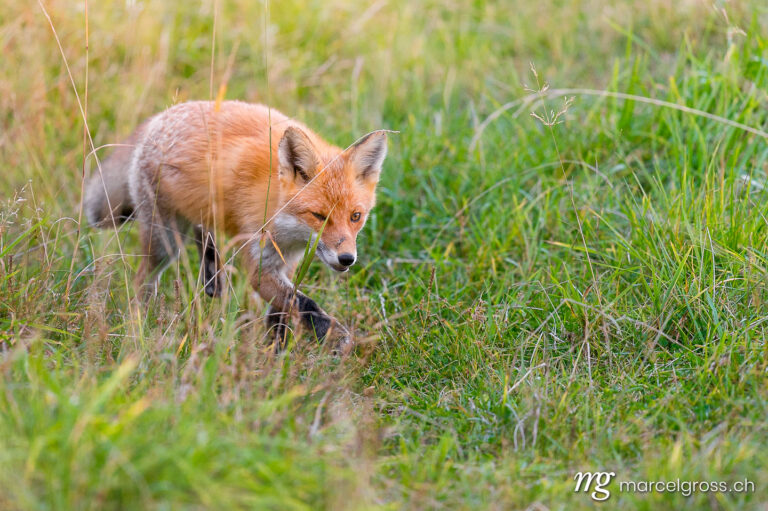 . Red Fox in Shiretoko National Park, Hokkaido. Marcel Gross Photography