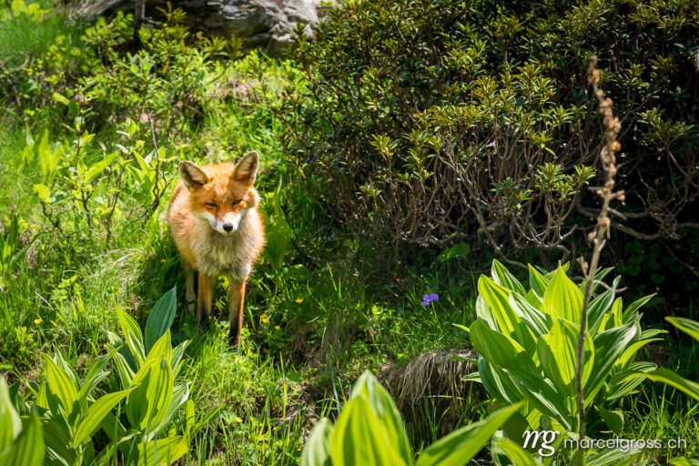 . Red Fox in Gran Paradiso National Park, Aosta Valley, Italy. Marcel Gross Photography