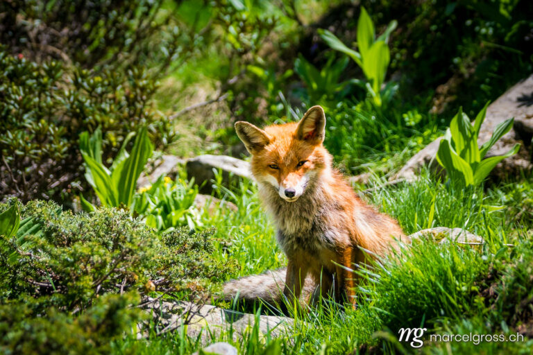 . Red Fox in Gran Paradiso National Park, Aosta Valley, Italy. Marcel Gross Photography