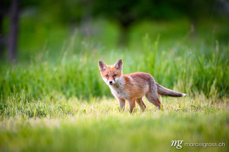 . curious young fox in short green grass in Emmental. Marcel Gross Photography