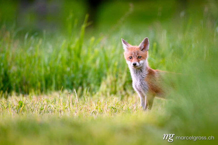 . curious young fox in short green grass in Emmental. Marcel Gross Photography