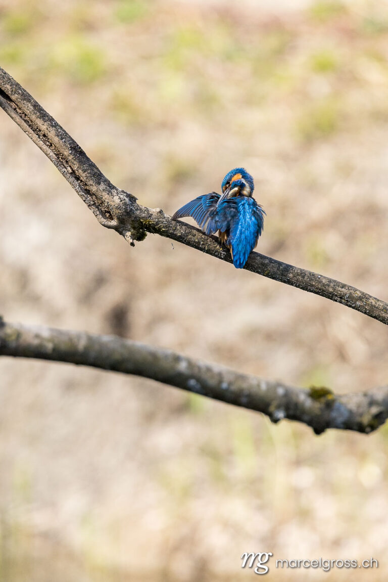 Bird Pictures Switzerland. Swiss kingfisher at a pond. Marcel Gross Photography