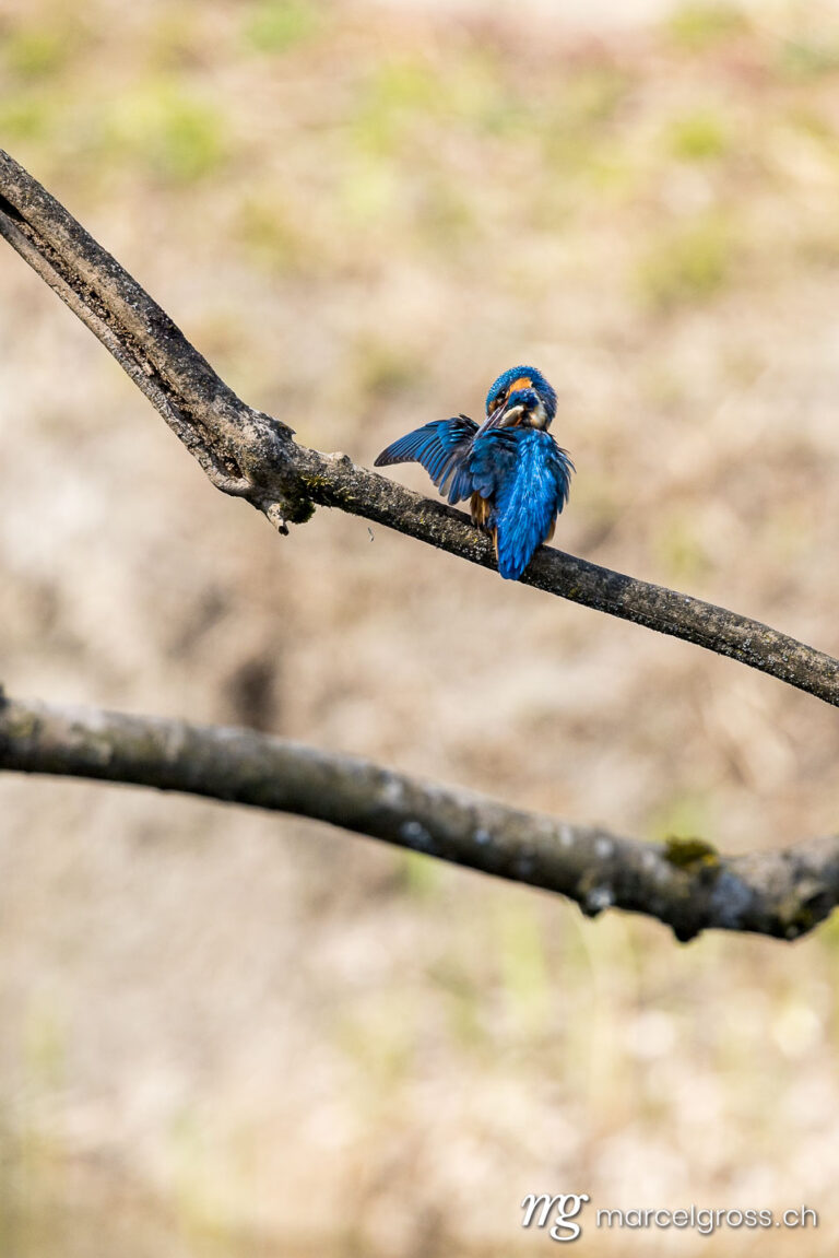 Bird Pictures Switzerland. Swiss kingfisher at a pond. Marcel Gross Photography