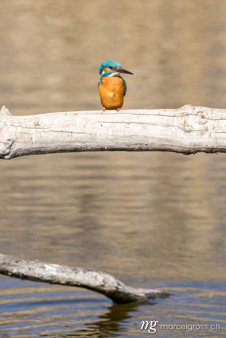 Bird Pictures Switzerland. Swiss kingfisher at a pond. Marcel Gross Photography