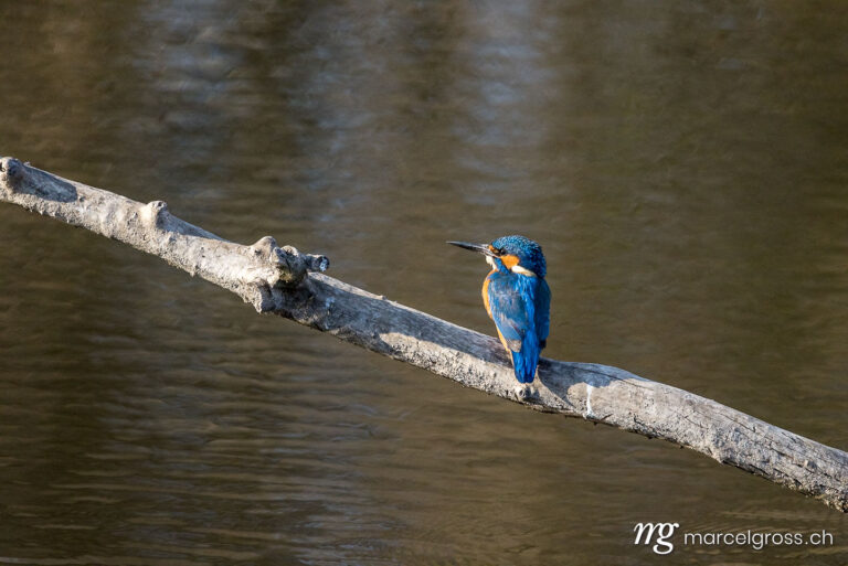 Bird Pictures Switzerland. Swiss kingfisher at a pond. Marcel Gross Photography