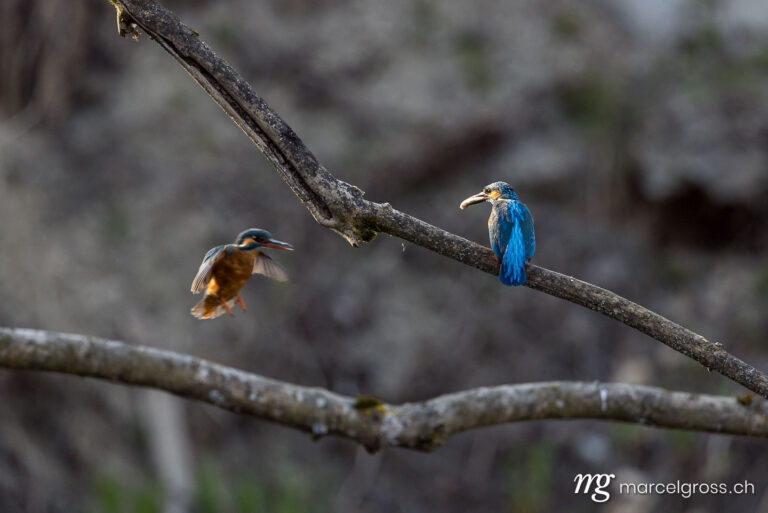 Bird Pictures Switzerland. Swiss kingfisher at a pond. Marcel Gross Photography