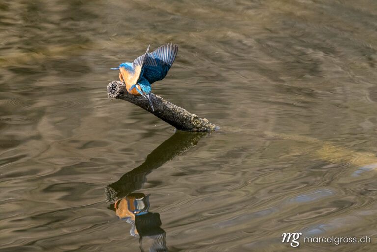 Bird Pictures Switzerland. Swiss kingfisher at a pond. Marcel Gross Photography