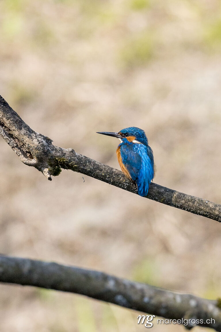 Bird Pictures Switzerland. Swiss kingfisher at a pond. Marcel Gross Photography