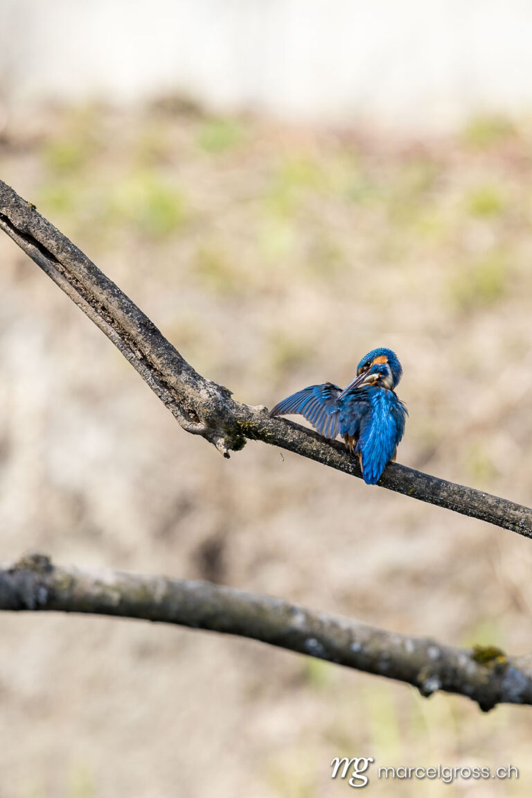 Bird Pictures Switzerland. Swiss kingfisher at a pond. Marcel Gross Photography