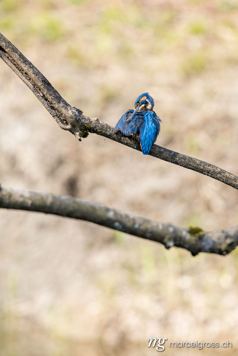 Bird Pictures Switzerland. Swiss kingfisher at a pond. Marcel Gross Photography