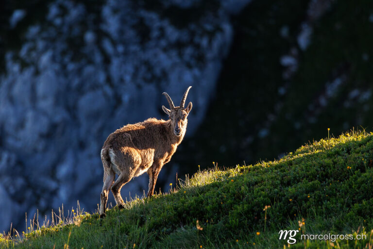 Capricorn pictures. . Marcel Gross Photography