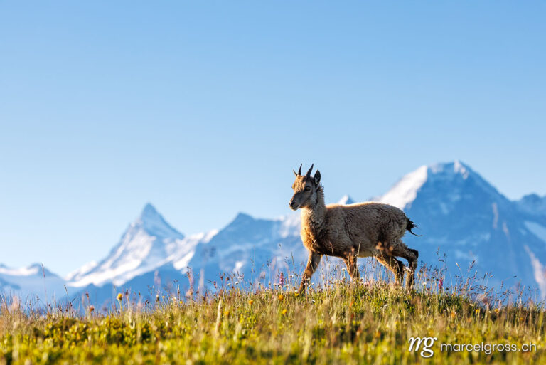 Steinbock Bilder. . Marcel Gross Photography