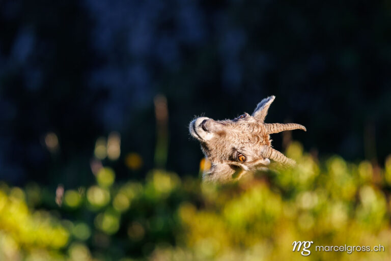 Steinbock Bilder. . Marcel Gross Photography