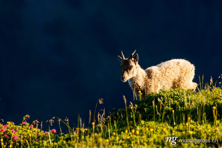 Steinbock Bilder. . Marcel Gross Photography