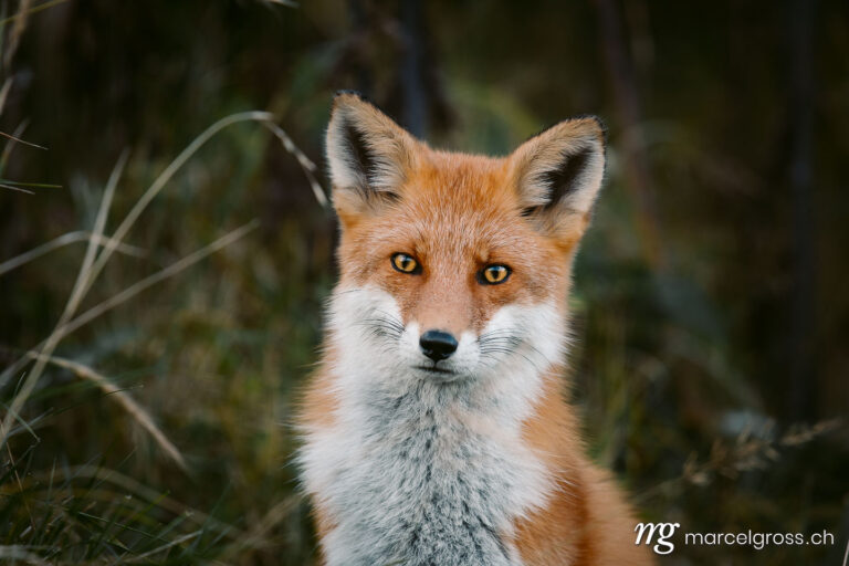 . Red Fox in Shiretoko National Park, Hokkaido. Marcel Gross Photography