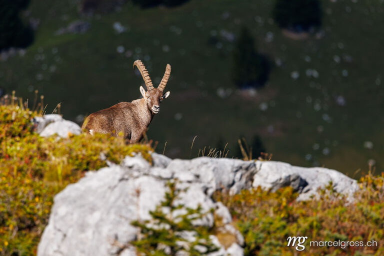 . male ibex (Capra ibex) in Naturpark Diemtigtal in Berner Oberland. Marcel Gross Photography