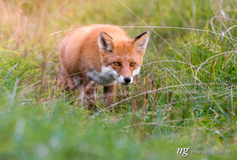 . Red fox on the hunt in Shiretoko National Park, Hokkaido. Marcel Gross Photography