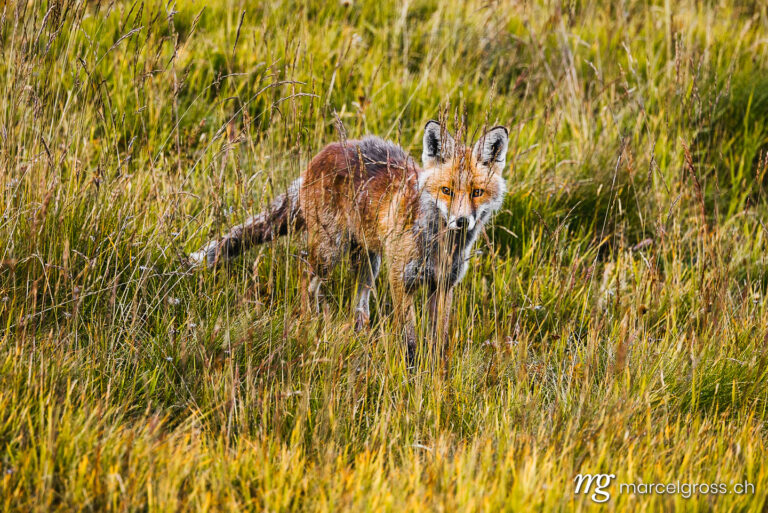 . beautiful red fox (vulpes vulpes) in high alpine grass in Valais. Marcel Gross Photography