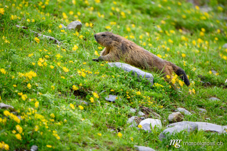 . running Alpine marmot (Marmota marmota) in a lush green alpine summer meadow in the Bernese Alps. Marcel Gross Photography