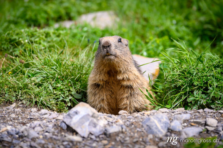 . portrait of an Alpine marmot (Marmota marmota) looking out of its den in the Bernese Alps. Marcel Gross Photography