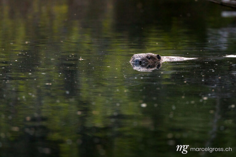 . swimming beaver in the Aare in Belpau. Marcel Gross Photography