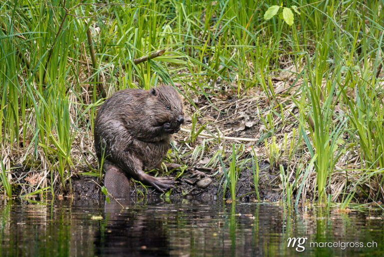 . cute young beaver in the Aare in Belpau. Marcel Gross Photography