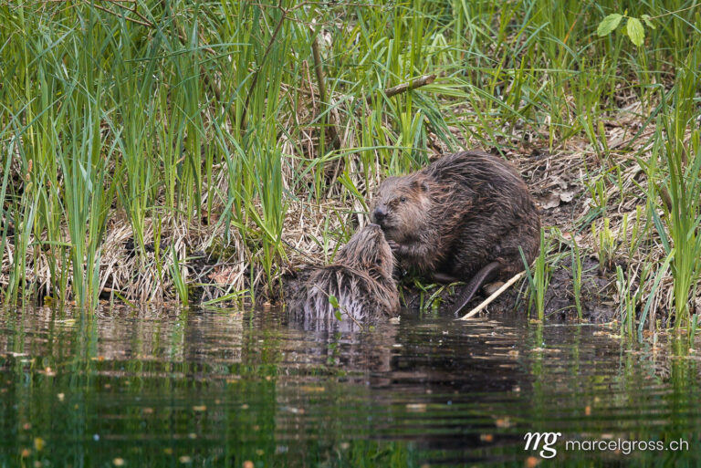 . two cute young beavers kissing in the Aare in Belpau. Marcel Gross Photography