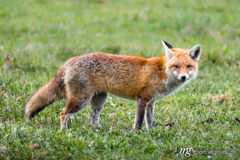 . Redfox (Vulpes vulpes) with canine distemper in a field in Emmental. Marcel Gross Photography