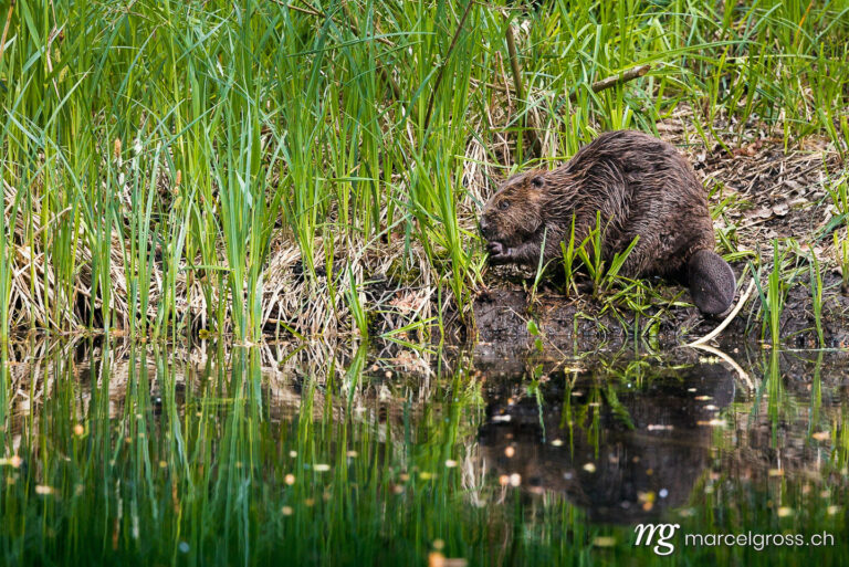 . cute young beaver in the Aare in Belpau. Marcel Gross Photography