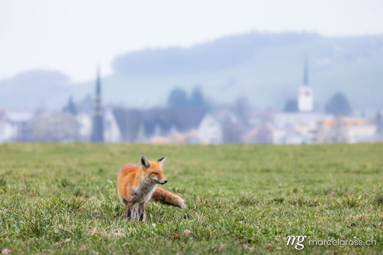 . Redfox (Vulpes vulpes) with canine distemper in a field in Emmental. Marcel Gross Photography