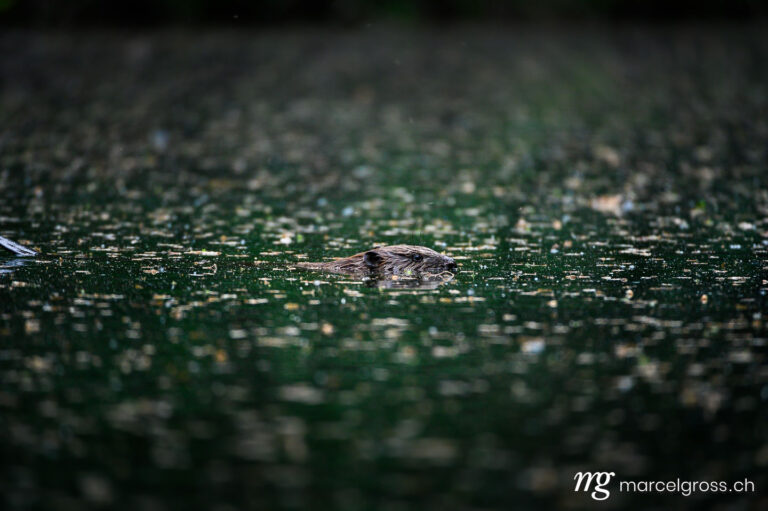 . swimming beaver in the Aare in Belpau. Marcel Gross Photography