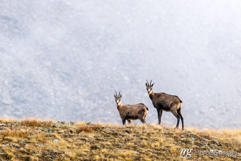 . two chamois (Rupicapra rupicapra) in mist on an alpine meadow in Zermatt. Marcel Gross Photography