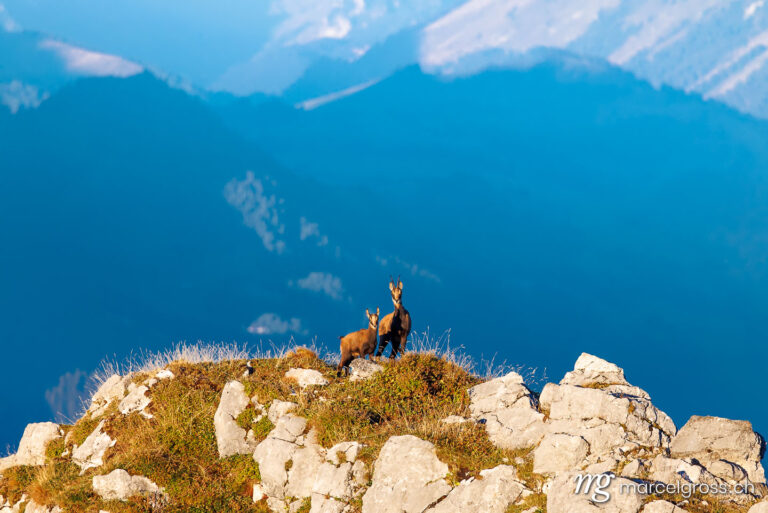 . chamois mother with fawn (Rupicapra rupicapra) on a peak in Naturpark Diemtigtal in Berner Oberland. Marcel Gross Photography