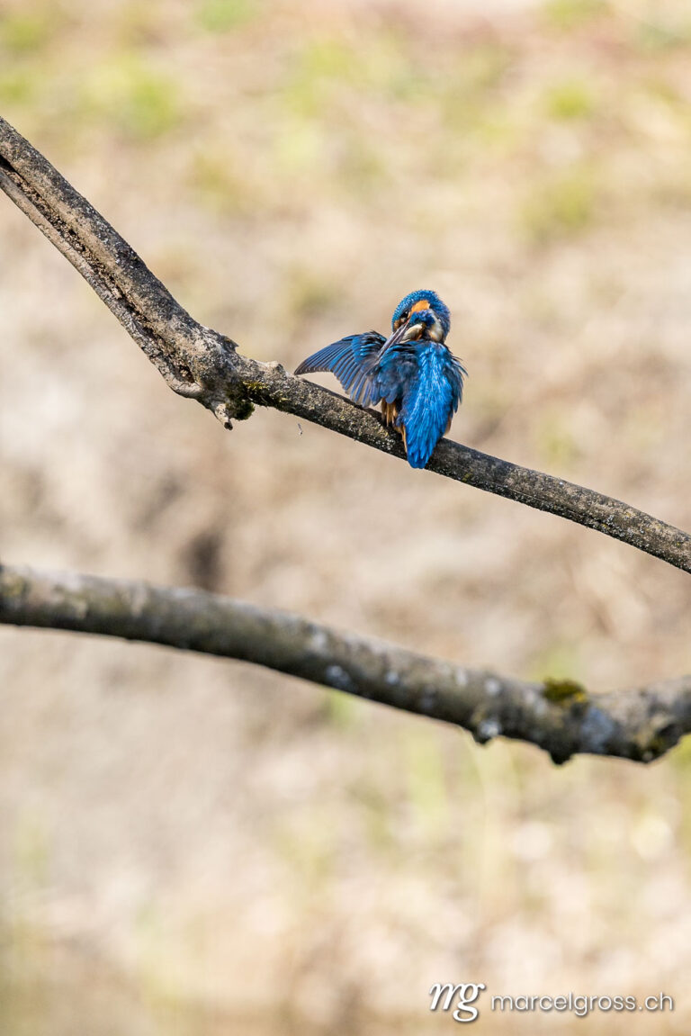 Bird Pictures Switzerland. . Marcel Gross Photography