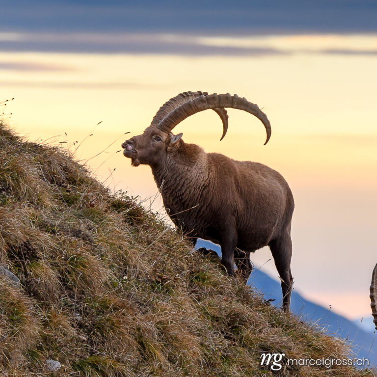 . funny impressive male ibex on a ridge in the Bernese Alps at sunrise. Marcel Gross Photography