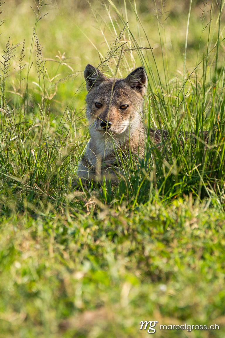 Uganda pictures. side-striped jackal (Canis adustus) in Kidepo Valley National Park. Marcel Gross Photography