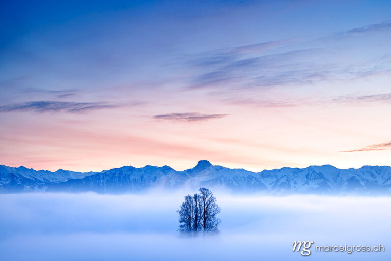 Emmental pictures. tilia tree standing in mist during blue hour in winter on Ballenbühl in Emmental. Marcel Gross Photography