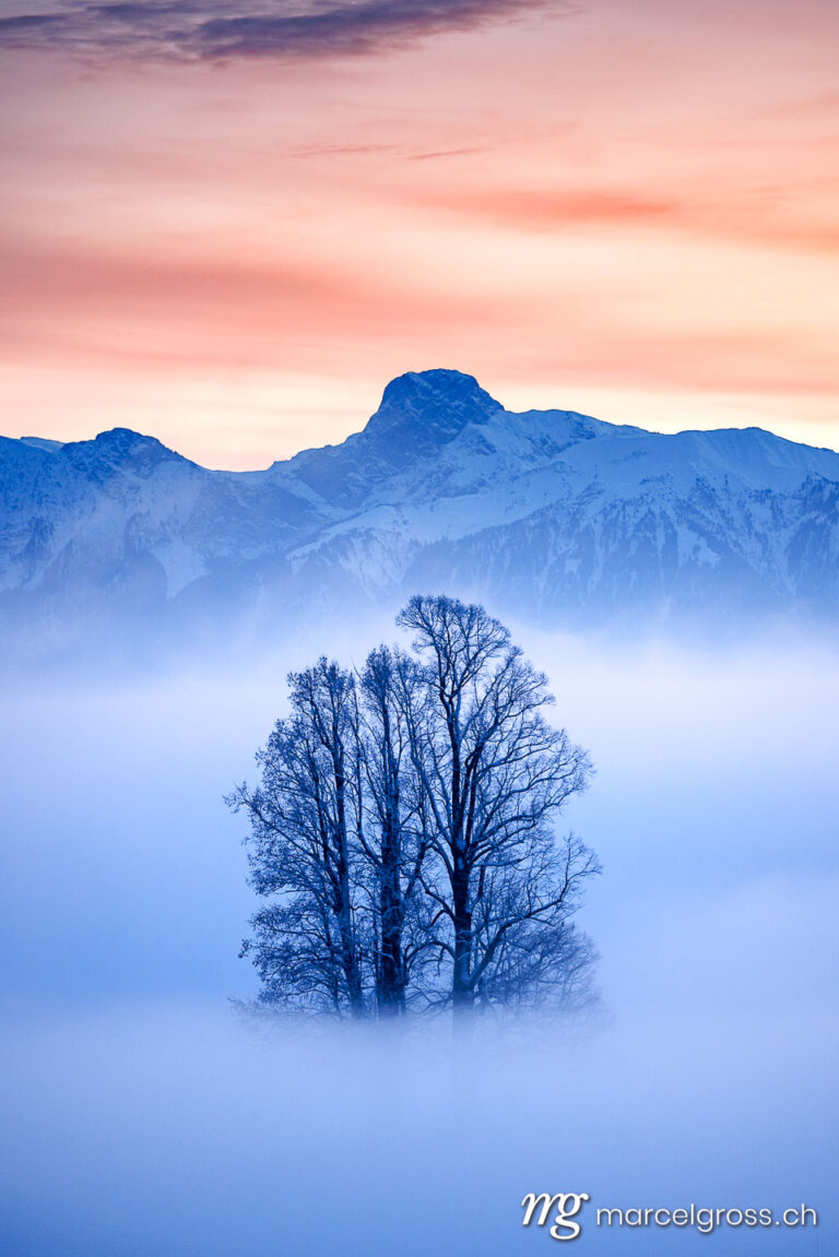 Emmental pictures. tilia tree standing in mist during blue hour in winter on Ballenbühl in Emmental. Marcel Gross Photography