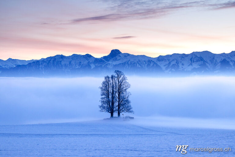 Emmental pictures. tilia tree standing in mist during blue hour in winter on Ballenbühl in Emmental. Marcel Gross Photography